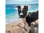 Adopt Star a Bull Terrier, Mixed Breed