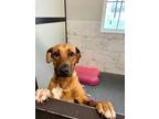 Adopt Praline a Coonhound