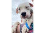 Adopt Sammy a White Dogo Argentino / Mixed dog in Seattle, WA (35359934)