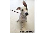 Adopt Bella Boo a Pit Bull Terrier, Greyhound