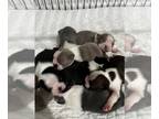 Boston Terrier PUPPY FOR SALE ADN-738587 - Harvins Bostons