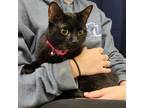 Adopt Emma a All Black Domestic Shorthair / Mixed cat in Waynesboro