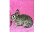 Adopt Hadley a Agouti Other/Unknown / Mixed (short coat) rabbit in lake