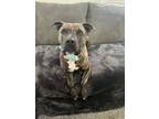 Adopt Norbert a Brindle - with White American Pit Bull Terrier / Staffordshire