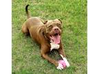Adopt Sasha a Red/Golden/Orange/Chestnut - with White Staffordshire Bull Terrier