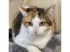 Adopt Celeste a White Domestic Shorthair / Mixed cat in Wappingers