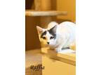 Adopt Raffia a White Domestic Shorthair / Domestic Shorthair / Mixed cat in El