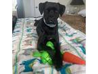 Adopt Willa - Foster to Adopt Eligible! a Black Boxer / Mixed dog in Staten