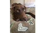 Adopt Brody a Brown/Chocolate Doberman Pinscher / Labrador Retriever / Mixed dog