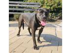 Adopt Mary a Black American Pit Bull Terrier / Mixed Breed (Large) / Mixed dog