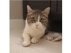 Adopt Dumpling a White Domestic Shorthair / Domestic Shorthair / Mixed cat in