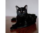 Adopt Simon a All Black Domestic Shorthair / Mixed cat in Plainfield