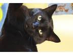 Adopt Camden a All Black Domestic Shorthair (short coat) cat in New Richmond