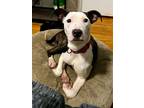 Adopt Clementine a American Staffordshire Terrier