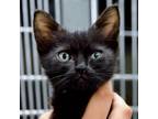 Adopt Leo a All Black Domestic Shorthair / Mixed cat in Vieques, PR (37879229)