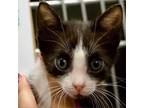 Adopt Lia a All Black Domestic Shorthair / Mixed cat in Vieques, PR (37879231)