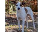 Adopt Sidney a Jack Russell Terrier, Mixed Breed