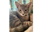 Adopt Legs a Gray, Blue or Silver Tabby Domestic Shorthair (short coat) cat in