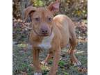 Adopt Ada a Mixed Breed