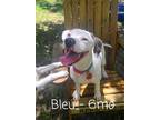 Adopt Bleu a White - with Tan, Yellow or Fawn Staffordshire Bull Terrier /