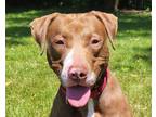 Adopt Espresso a Brown/Chocolate - with White American Staffordshire Terrier /