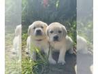 Labrador Retriever PUPPY FOR SALE ADN-738532 - Healthy Pure Labrador Puppies