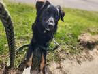 Adopt Teddy a Black Flat-Coated Retriever / Mixed dog in Newmarket