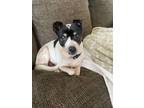 Adopt Sadie a White - with Black Rat Terrier / Mixed dog in Creston