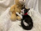 Adopt Joy a Black & White or Tuxedo Domestic Shorthair (short coat) cat in