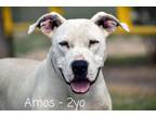 Adopt Amos a White - with Black Dogo Argentino / Mixed Breed (Medium) / Mixed