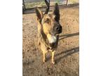 Adopt Tiara a Brown/Chocolate - with Tan Belgian Malinois / German Shepherd Dog