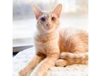 Adopt Bisquee a Tan or Fawn Tabby Domestic Shorthair / Mixed cat in Huntsville