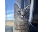 Adopt TIGER LILY a Gray or Blue American Shorthair / Mixed cat in Kyle