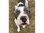 Adopt Leonardo a Gray/Silver/Salt & Pepper - with White Pit Bull Terrier / Mixed