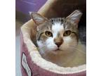 Adopt Abraham a Brown Tabby Domestic Shorthair (short coat) cat in Grayslake