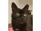 Adopt Chococat a All Black Domestic Shorthair (short coat) cat in Grayslake