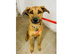 Adopt Lucy a Mixed Breed
