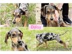 Adopt Daisy AD 06-09-23 a Black - with Tan, Yellow or Fawn Catahoula Leopard Dog