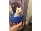 Adopt Ibis a White Hamster (short coat) small animal in Silver Spring