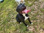 Adopt Khaleesi a Black American Pit Bull Terrier / Mixed dog in Gainesville