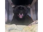 Adopt Saber a All Black Domestic Shorthair / Domestic Shorthair / Mixed cat in