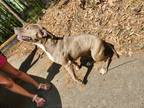 Adopt Phoenix a Brindle American Pit Bull Terrier / Mixed dog in Gainesville