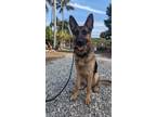 Adopt Bonnie a German Shepherd Dog