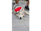 Adopt Skye a Husky