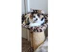 Adopt Sunshine a Calico or Dilute Calico Domestic Mediumhair (medium coat) cat