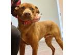 Adopt Burt a Red/Golden/Orange/Chestnut Shepherd (Unknown Type) / Mixed dog in