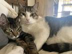 Adopt Missy/Fireball a Brown Tabby Domestic Shorthair (short coat) cat in