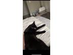 Adopt Eden a All Black Domestic Shorthair (short coat) cat in Chicago