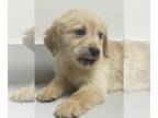 Golden Retriever PUPPY FOR SALE ADN-738307 - Golden Retriver Puppies