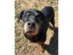 Adopt Lola a Black - with Brown, Red, Golden, Orange or Chestnut Rottweiler /